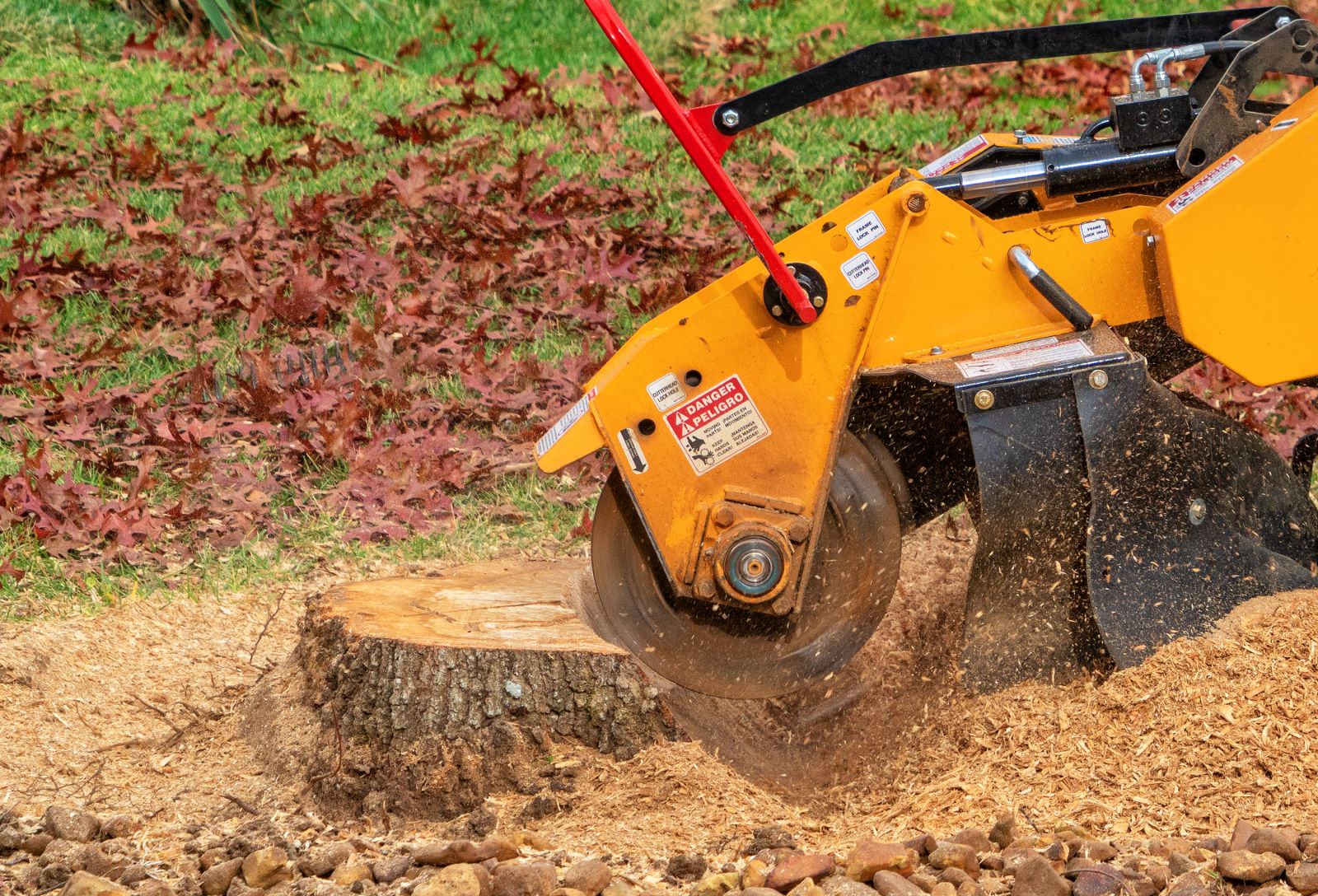 How to Remove a Tree Stump and Transform Your Yard with Solarium Construction Image